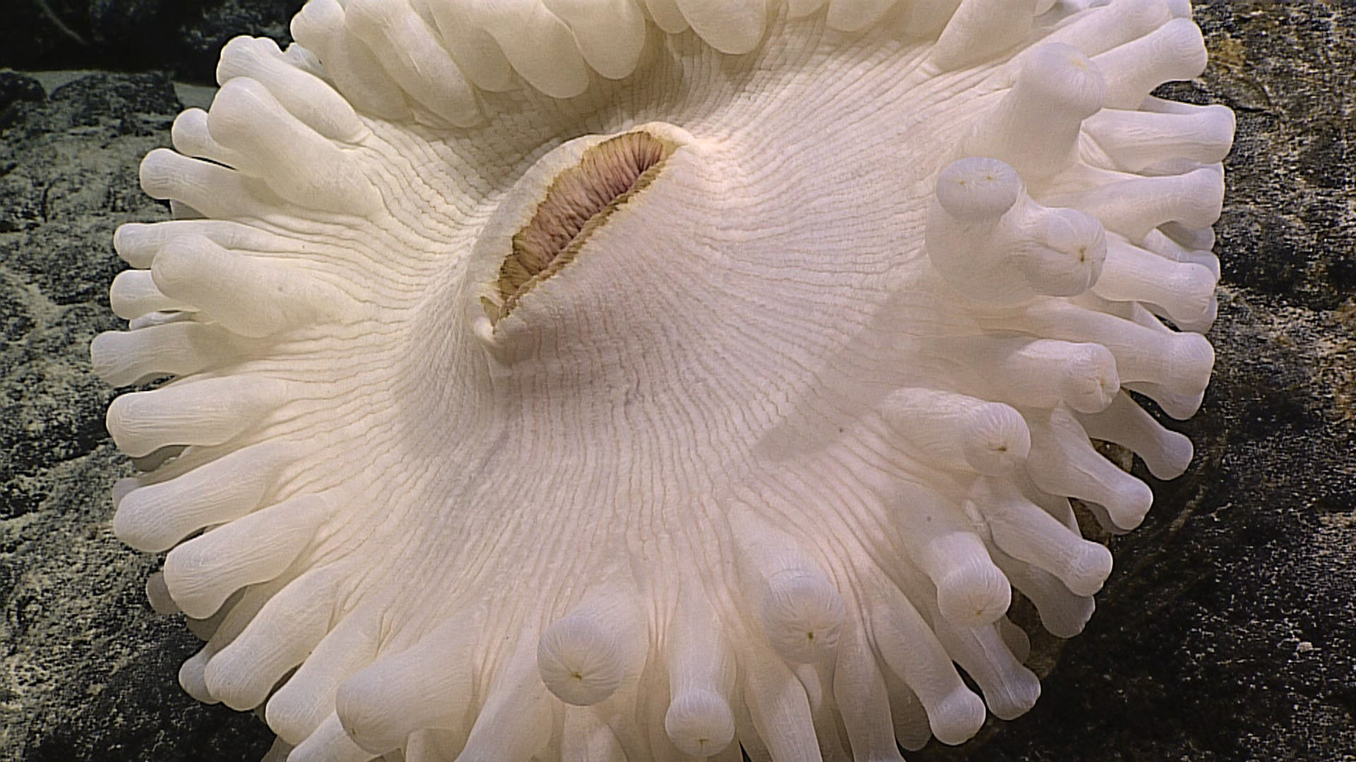 This giant anemone, which was seen the first remotely operated vehicle dive of the current Deepwater Wonders of Wake expedition, measured 20-30 centimeters (8-12 inches) across and featured tentacles unlike any the science party had seen before.