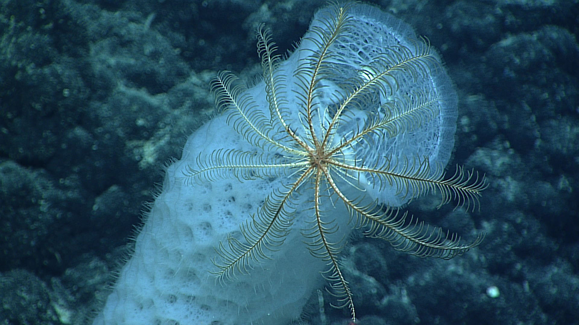 A crinoid perched on a glass sponge, seen at a depth of 2,240 meters (1.5 miles) during the first dive to ever explore within the Wake Atoll Unit of the Pacific Remote Marine National Monument.