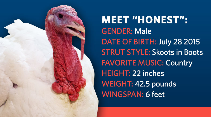 Meet "Honest": Gender: Male, Date of Birth: July 28, 2015, Strut Style: Skoots in Boots, Favorite Music: Country, Height: 22 Inches, Weight: 42.5 Pounds, Wingspan: 6 Feet