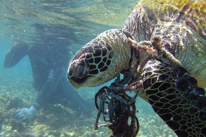 Entangled hawksbill sea turtle in Hawaii. Photo credit: NOAA