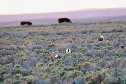 USDA today unveiled Sage Grouse Initiative 2.0, its roadmap to guide voluntary conservation efforts on private grazing lands in the West. Photo courtesy of Ken Miracle.