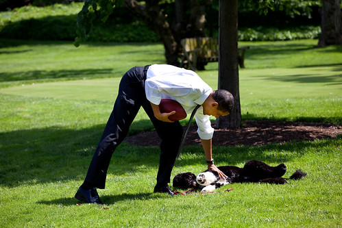 President Barack Obama pets the family dog, Bo, during a brief break from meetings.