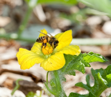 Pollinator Strategy - 2015