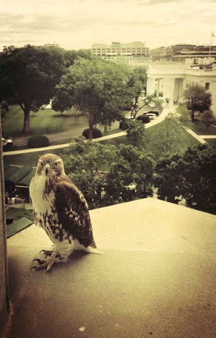 Red-tailed hawk at White House