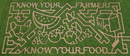 2010 Lattin Farms corn maze 