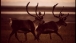 EPA Caribou