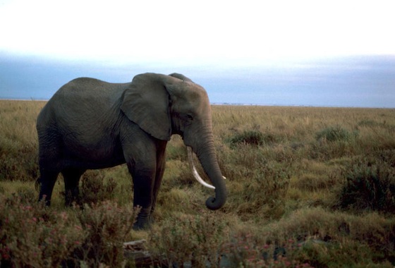 African Elephant, credit USFWS, Stolz, Gary M.