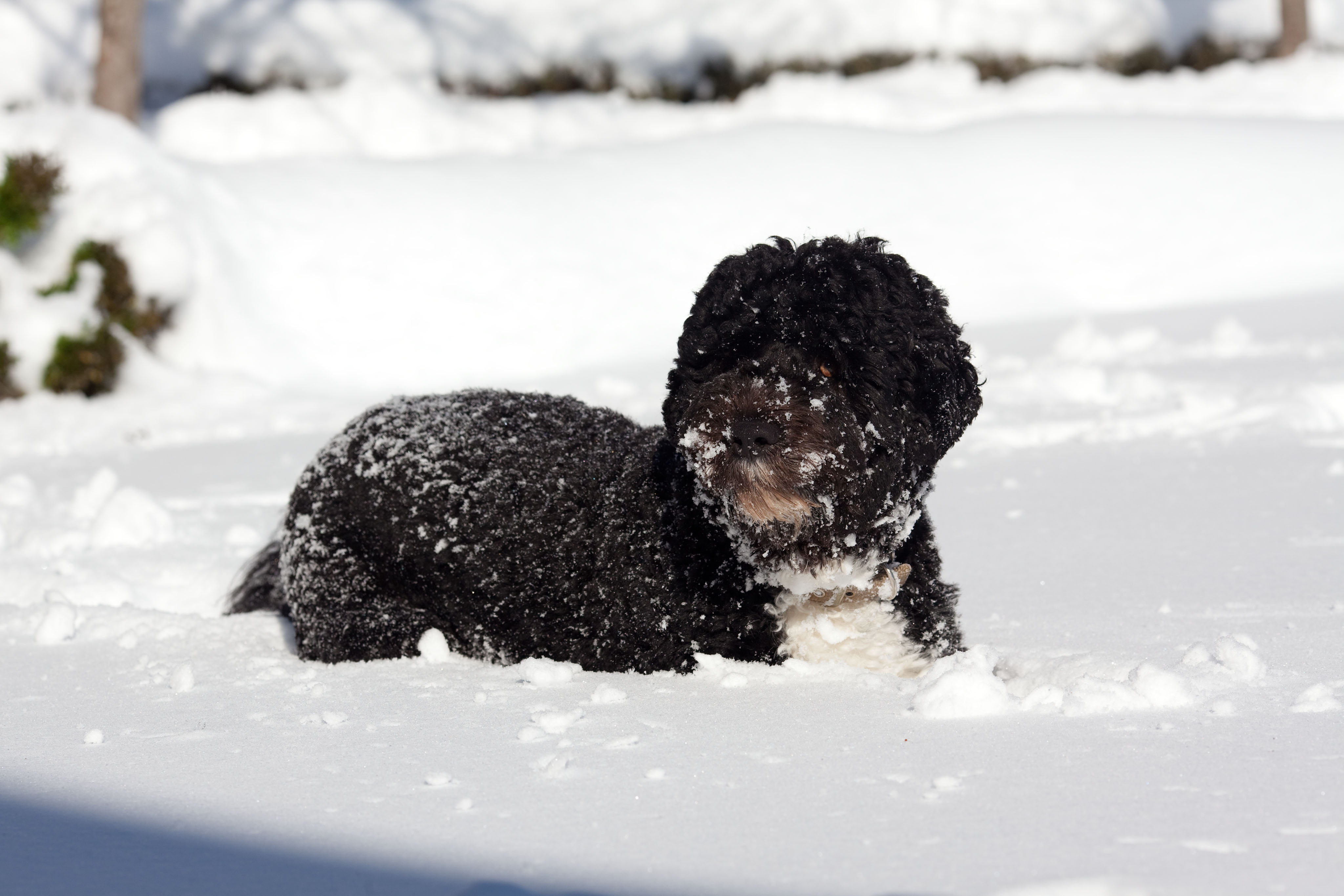 Bo in the snow