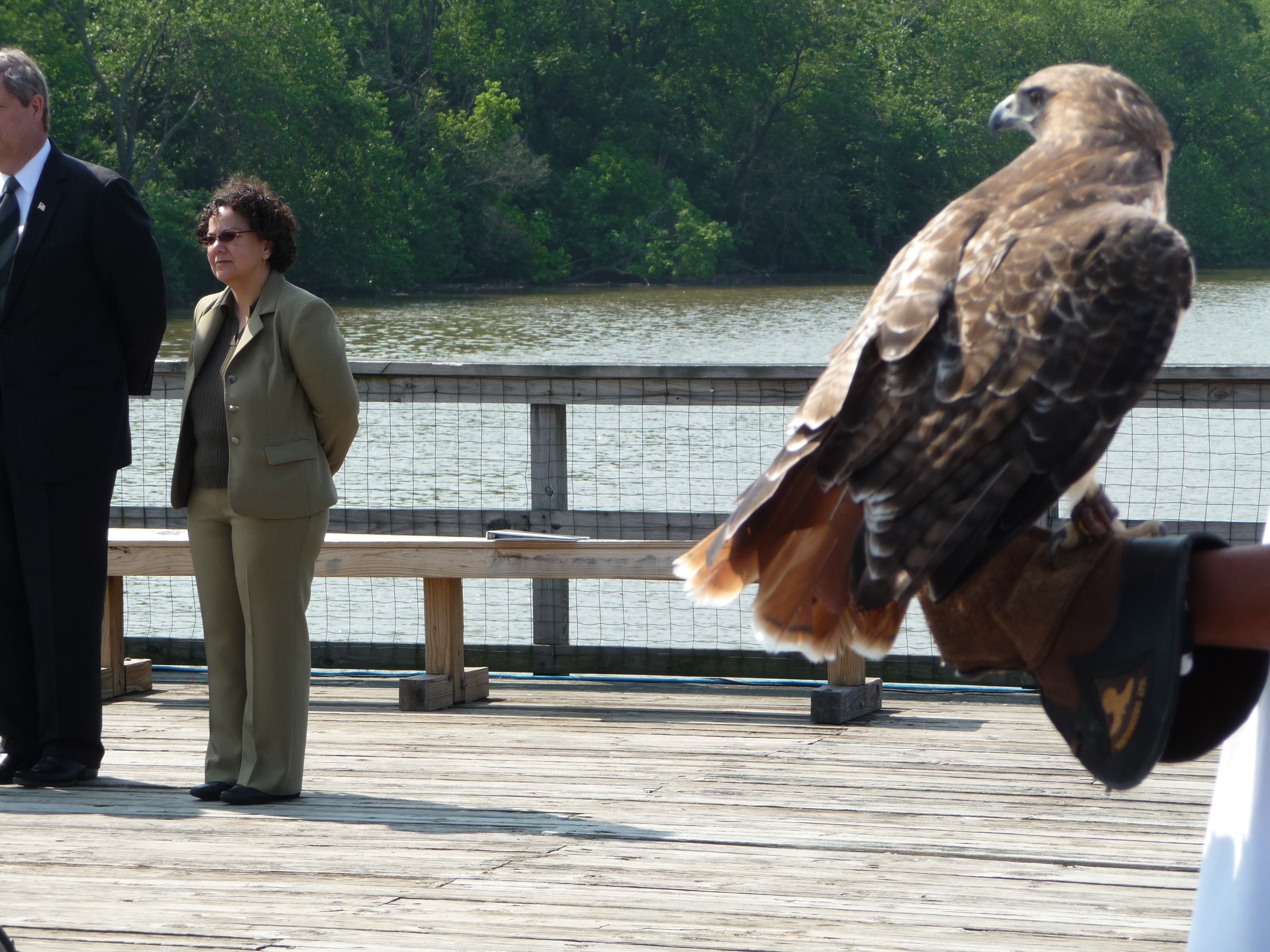Sutley Chesapeake hawk 2