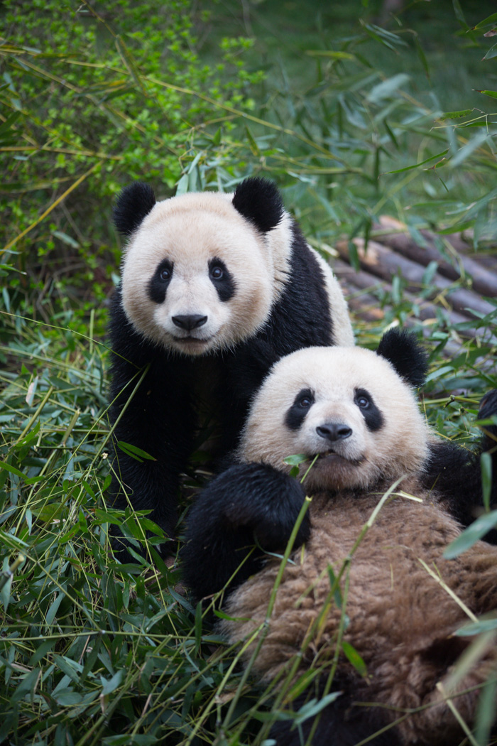 The First Lady feeds pandas in Chengdu