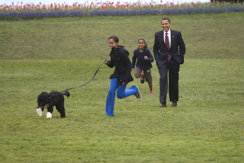 Собака обамы. Фотографию португальской водяной собаки Обамы. What is the name of us President Obama's Portuguese Water Dog?.