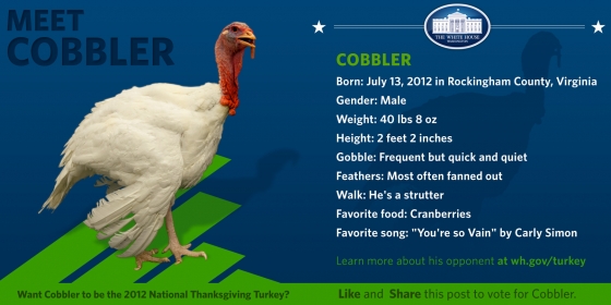 meet cobbler