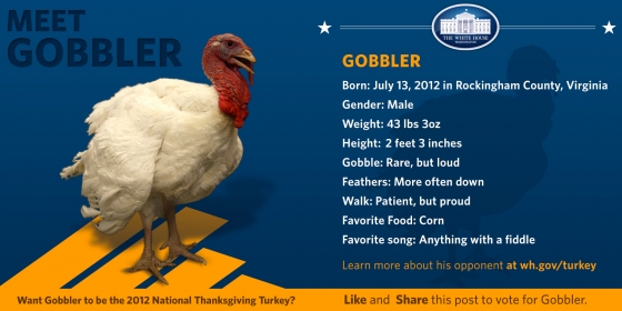 meet gobbler