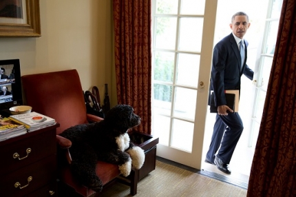 Bo was just hanging out in the Outer Oval Office