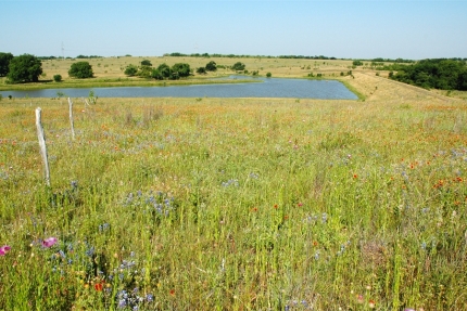 Field View