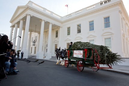 The official White House Christmas tree, a 19-foot Fraser fir, arrives in a horse-drawn carriage