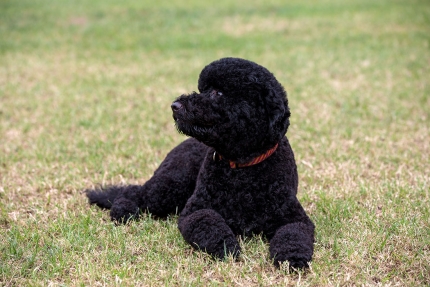Sunny, the new Obama family dog, on the South Lawn of the White House, Aug. 19, 2013.