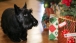 Christmas Pets: Barney 2005