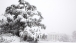 View of the White House in a blizzard