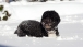 Bo in the snow