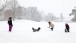 FY Snow Play