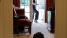 Bo, the Obama family dog, waits to greet President Barack Obama in the Outer Oval Office