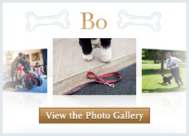View the Bo Photo Gallery