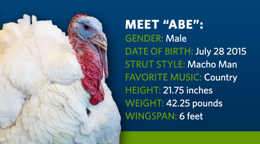 Meet "Abe": Gender: Male, Date of Birth: July 28, 2015, Strut Style: Macho Man, Favorite Music: Country, Height: 21.75 Inches, Weight: 42.25 Pounds, Wingspan: 6 Feet