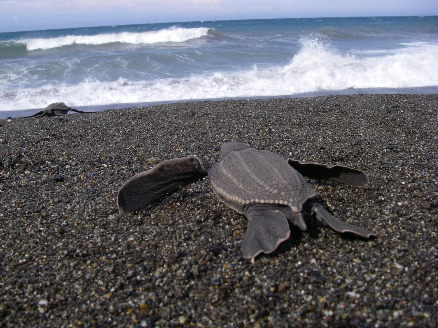 Endangered leatherback sea turtle hatchling starts its life with a journey toward the ocean.