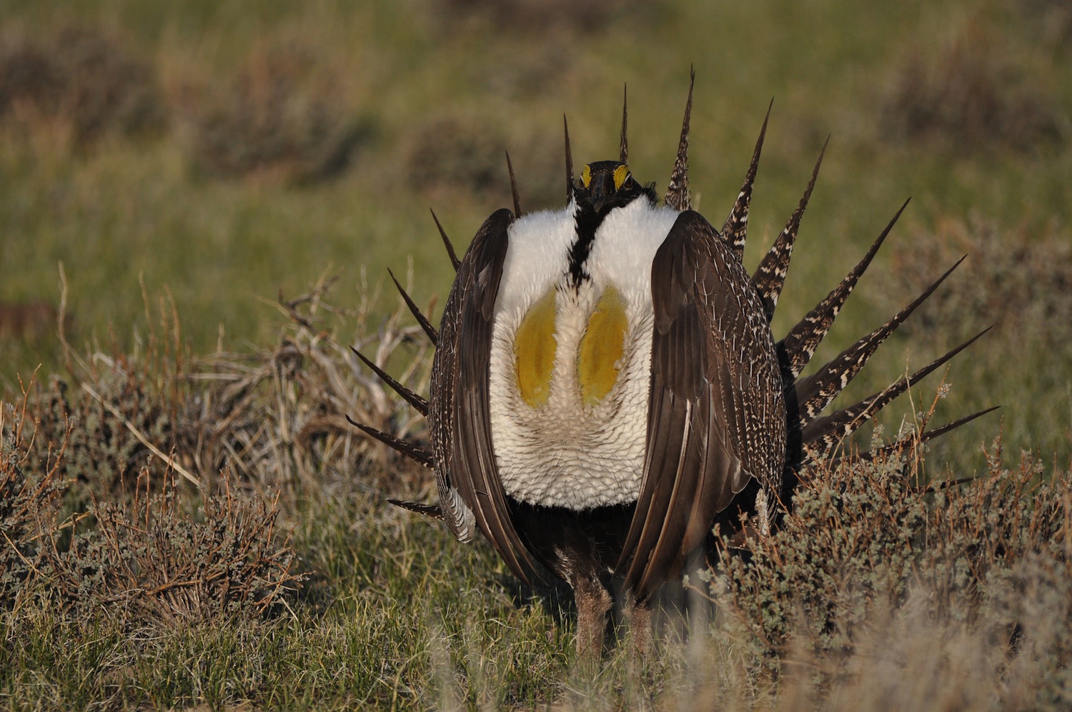 A male greater sage grouse struts at a lek.