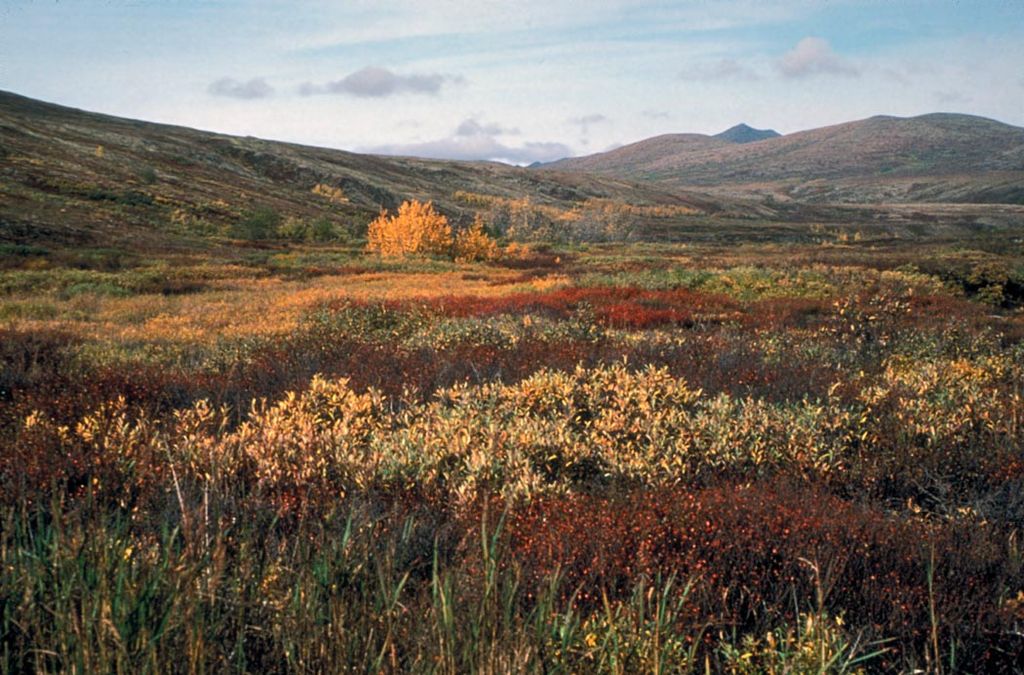 Autumn on the tundra of the Yukon Delta