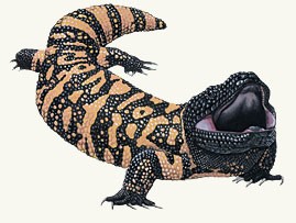 Gila Monster