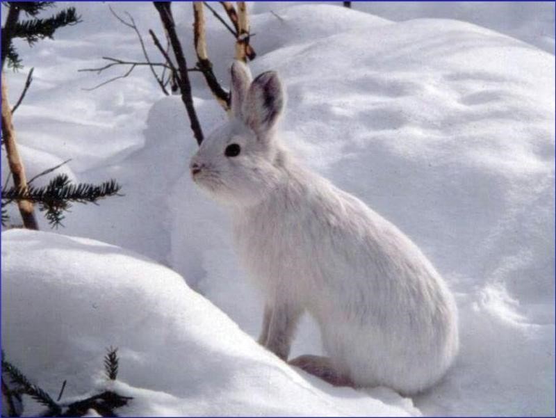 Snowshoe hare found in Gates of the Arctic National Park. (Photo Credit: National Park Service)