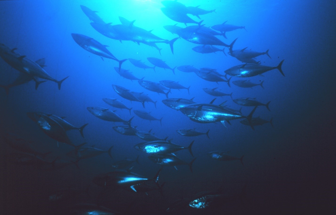 Bluefin tuna swim in the ocean. Photo credit: NOAA.